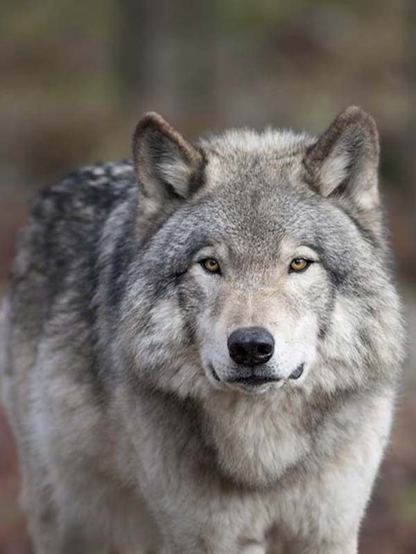 El Lobo Gris Ejemplo De Supervivencia Por Cambio De Dieta