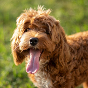 Der chihuahua profitiert von speziellem futter für kleine rassen. Der Cockapoo im Rasseportrait | edogs.de Magazin