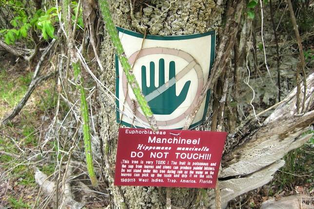 About laura nyro · band bios · videos · press kit · contact · calendar · the art & soul of laura nyro · photo gallery · special guests · ssp tiny interviews . This is The World's Most Dangerous Tree - And Every Part