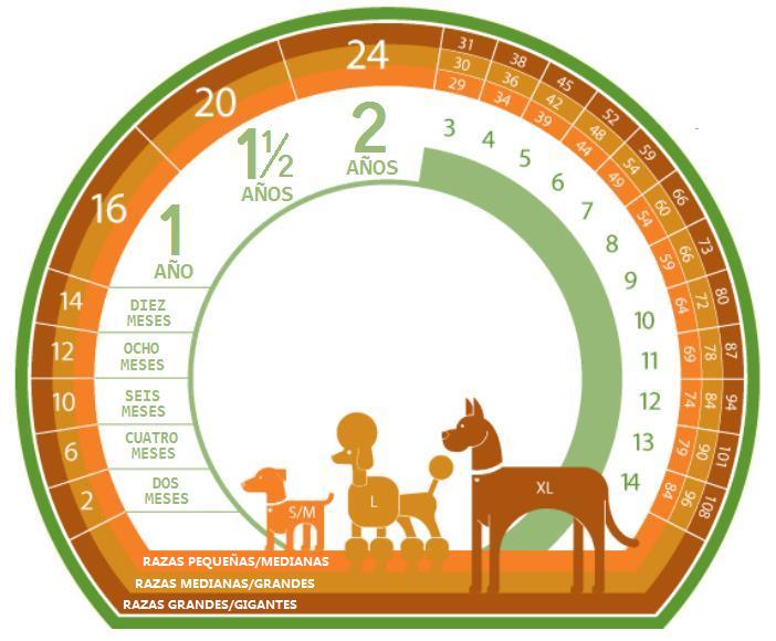 ¿Cuál es la edad humana de tu perro? ¿Cuál es la edad humana de tu perro?