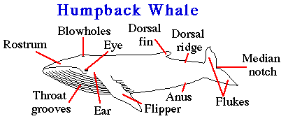 An outer, middle, and inner ear. Humpback Whale Anatomy Anatomy Drawing Diagram