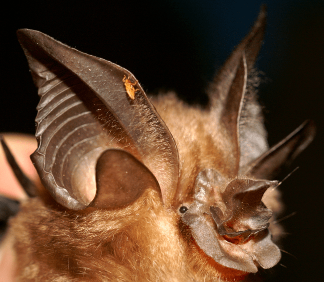 It can be partial or complete. Adapting Biosensing of Bats for Better SONAR Â» EAF