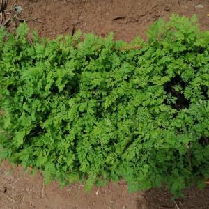 Vente De Tisane Bio Artemisia Annua Aucune 26000 La Tonne Conditionnement Selon La Convenance Du Demandeur 1 Tonne Par Mois Benin Producer Partner Search Espaceagro