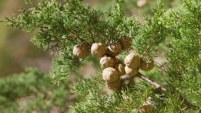 Cypress Essential Oil Benefits for health