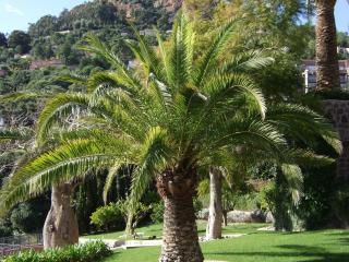 Taille de palmier ~ entretien espaces verts Cannes Antibes Nice