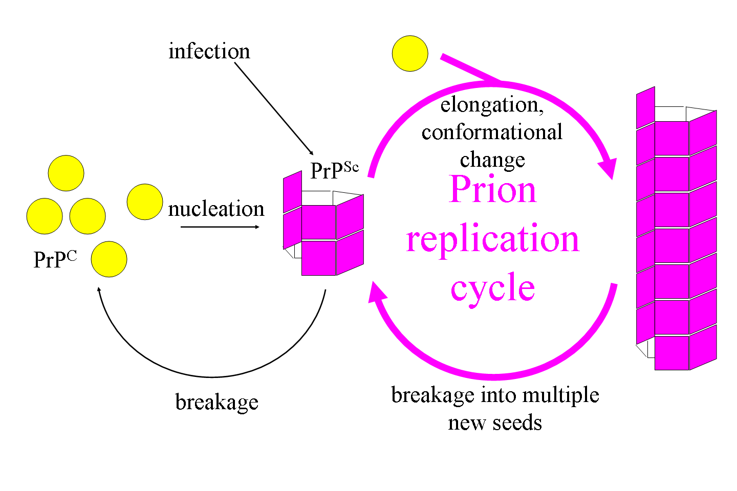 Prions the new incurable infection from meat and your DNA that makes