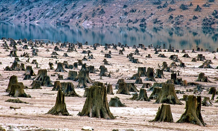 Threatened By Overpopulation Or Overconsumption 