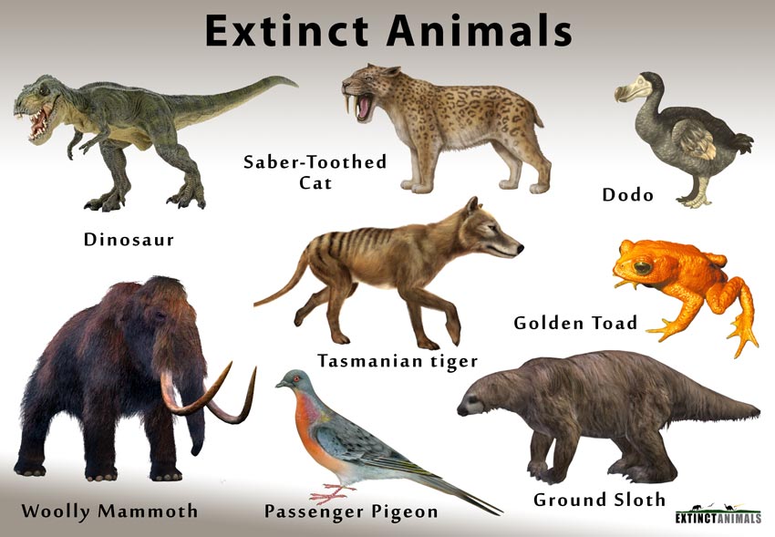 If you didn't have a fear of spiders, insects or snakes before, you will after learning they're some of the most dangerous animals on the planet. Extinctanimals Org Definition Of Extinction And List Of Extinct Species