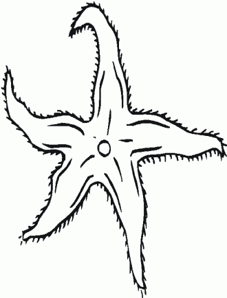 Las células de la capa superior pueden ser queratinizadas y deshidratadas para proteger del calor, los microbios, el desgaste, los productos químicos, etc. Desenhos de estrela do mar para: Colorir, imprimir e Pintar