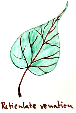 Single leaflets are present on the rachis in the opposite fashion. Leaf and Types of Leaf | Modifications of Leaves | Venation