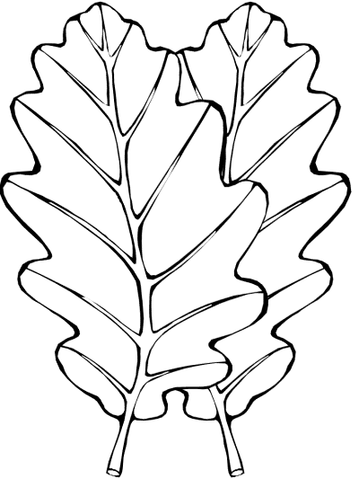 leaf leaves coloring pages and printable activities