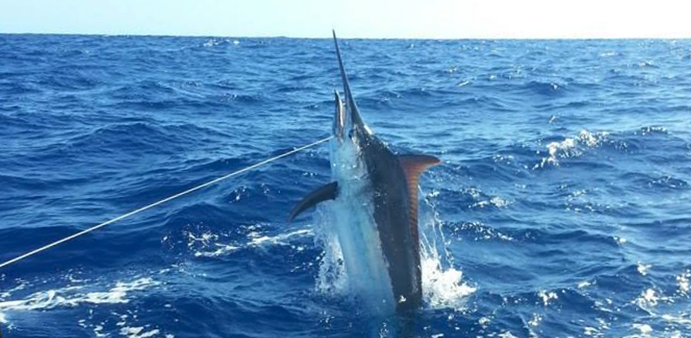 99 maire road, 0931new zealand. Fishgrid New Zealands Guide To Great Gamefishing