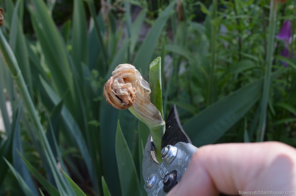 As a general rule, it makes sense to cut off a dead rose (rosa) after it finishes blooming, a process called deadheading. How I Separate My Iris - Flower Patch Farmhouse