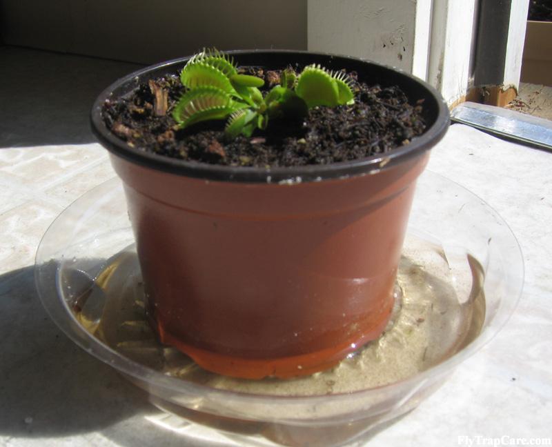 Distilled water is water that has been boiled into a vapor and condensed into a liquid, and subsequently is free from impurities such as salt and colloidal particles. Venus Fly Trap Watering - FlytrapCare.com