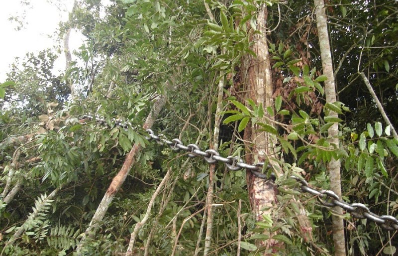 Correntão em ação em floresta do Mato Grosso. Imagem: GC Notícias.