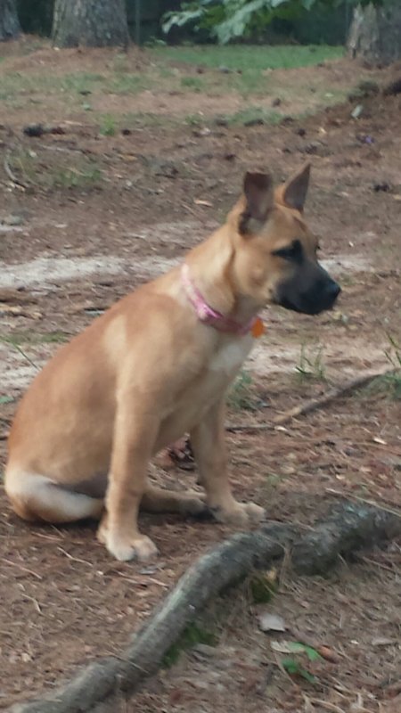 I just bought a puppy with the same mix. Malinois Pitbull Mix Very Rare Dog Breed Anyone Else With Similar Page 2