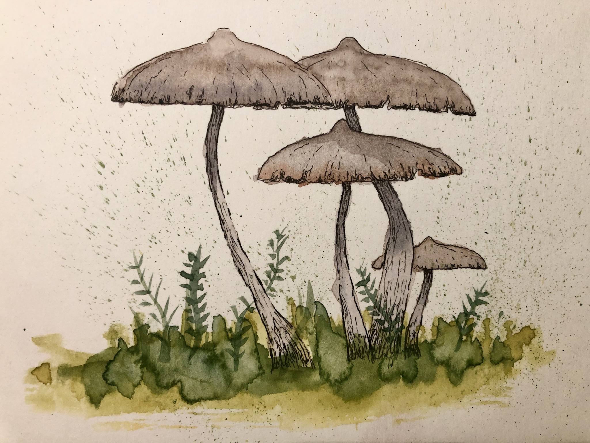 Mushrooms 1