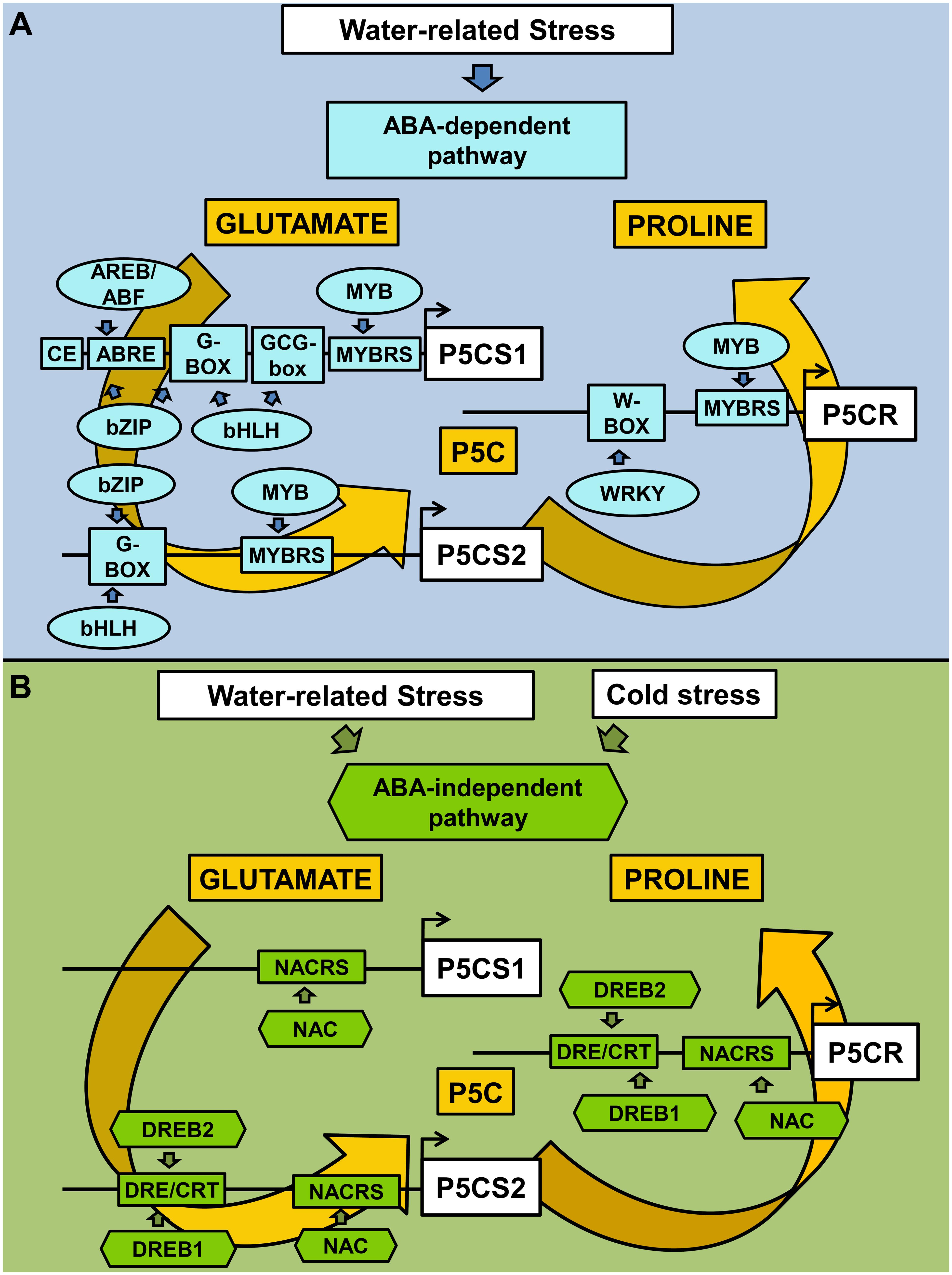 Frontiers | Toward Unveiling the Mechanisms for Transcriptional Regulation  of Proline Biosynthesis in the Plant Cell Response to Biotic and Abiotic  Stress Conditions | Plant Science