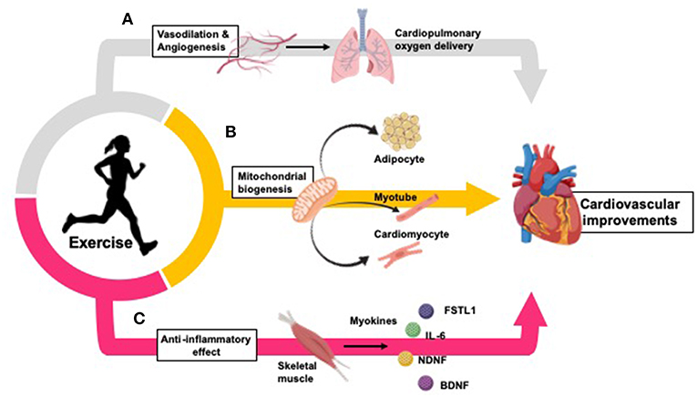 Anyone can do them from anywhere! Frontiers Effects Of Exercise To Improve Cardiovascular Health Cardiovascular Medicine