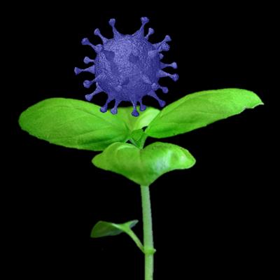 Excellence paves the way · archaea biotechnology. Plant Science S Contribution To Fighting Viral Pandemics Covid 19 As A Case Study Frontiers Research Topic