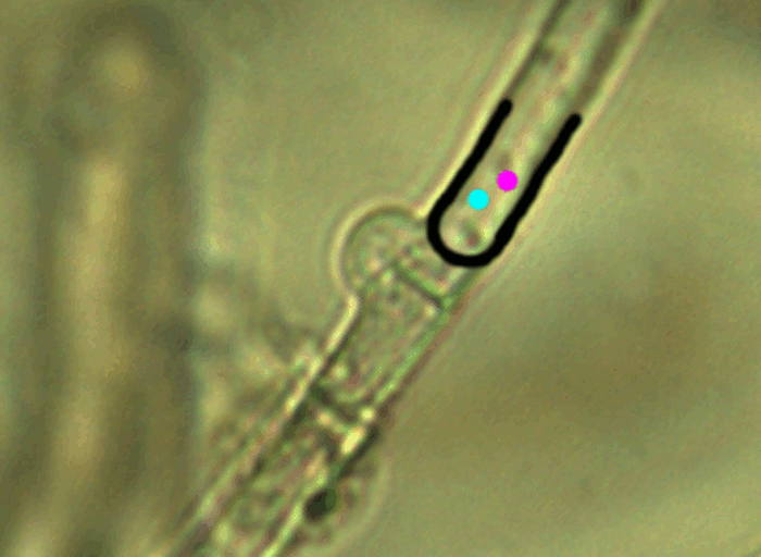 013 Characteristics of Division Basidiomycota Fungus Fact Friday
