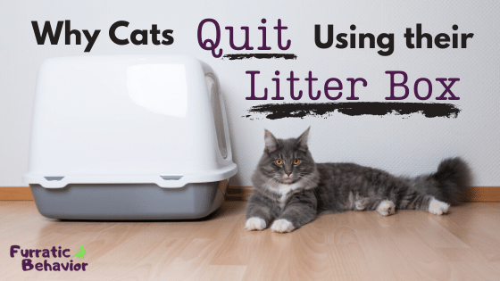 cat quit using litter box