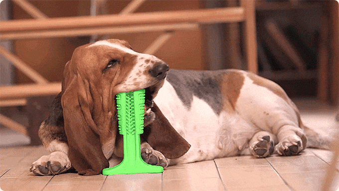 When you receive your amazon fire stick, there will be 3 items: This Chew Stick for Dogs Helps Them Achieve Good Oral