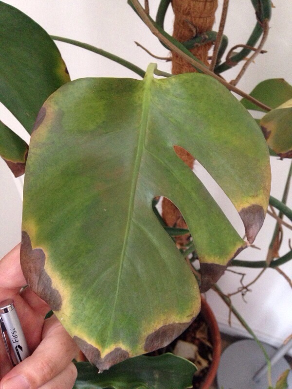 Die philodendron 'green princess' (philodendron erubescens) ist eine dekorative zimmerpflanze mit herzförmigen, dunkelgrünen blätter. Splitleaf Philodendron Problem