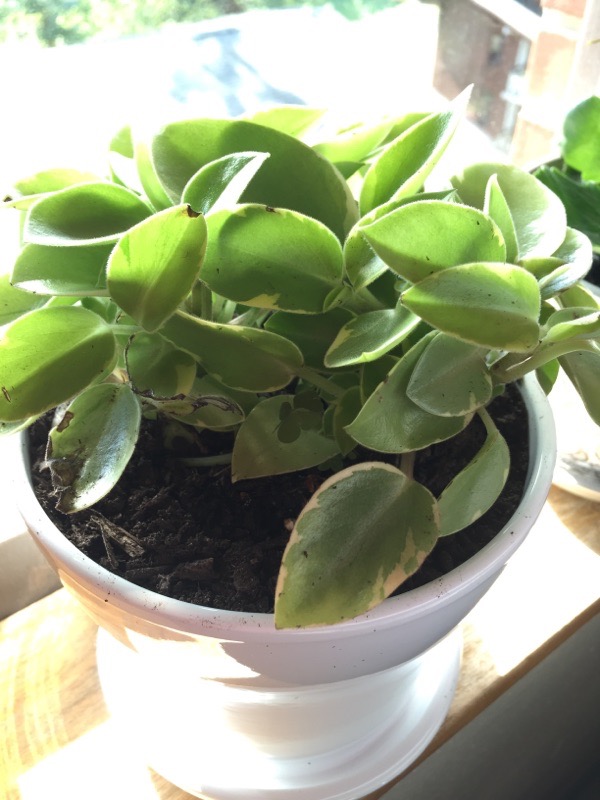 Wax Plant Hoya Wayetii