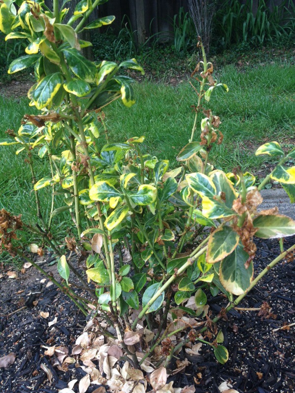 Planting daffodils is a rite of spring for many, and why shouldn't it be? Evergreen Euonymus
