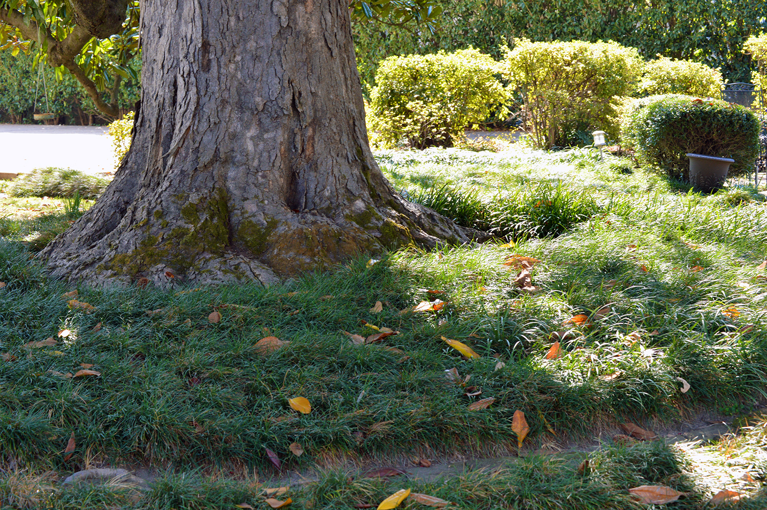 Landscape Solutions for the Base of Trees