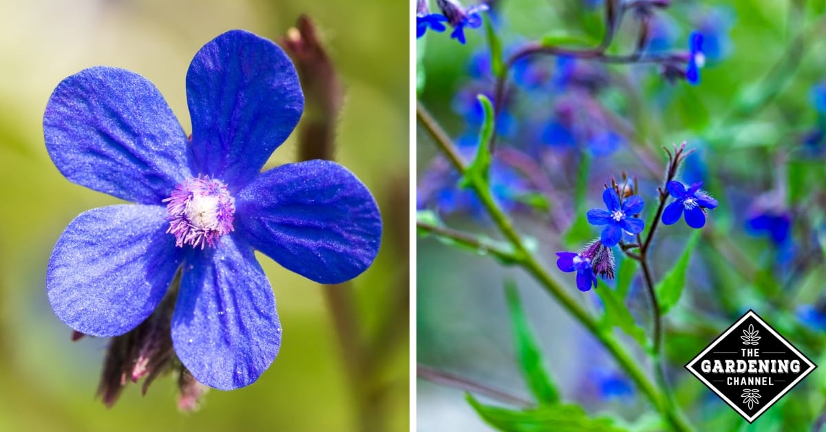 growing blue dropmore perennials