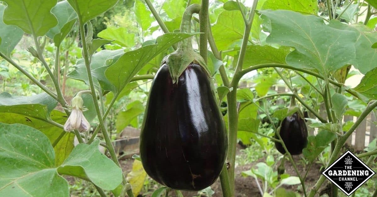 Can you grow eggplants from cuttings? Gardening Channel