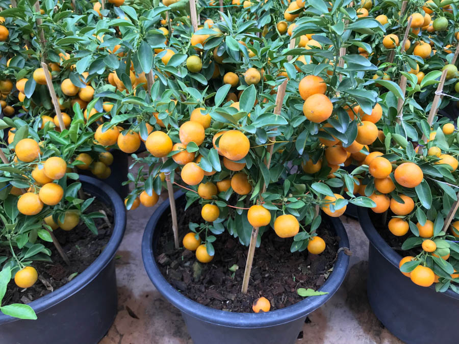 Carefully remove the orange tree from its original pot and place it in the center of the new container, … Orange Tree In Pot Best Sale 55 Off Www Ingeniovirtual Com