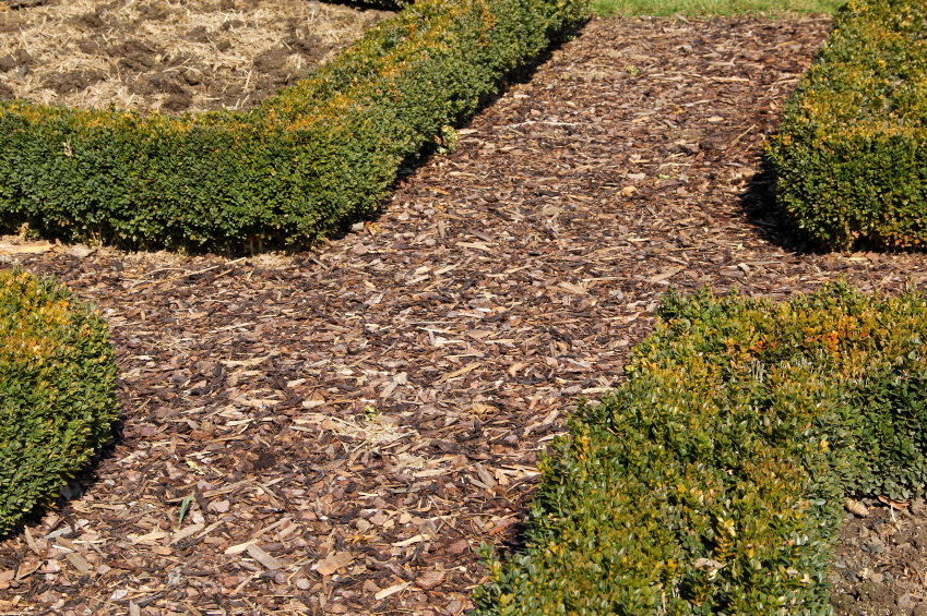 Auch einige hausmittel sollen gegen katzen im garten helfen. Pilze auf Rindenmulch Â» Warum wachsen sie da?