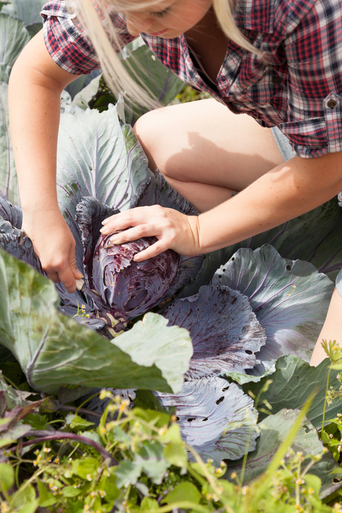 Mit diesen tipps zur pflanzung und pflege gelingt der anbau. Rotkohl ernten Â» Wann und wie wird's gemacht?