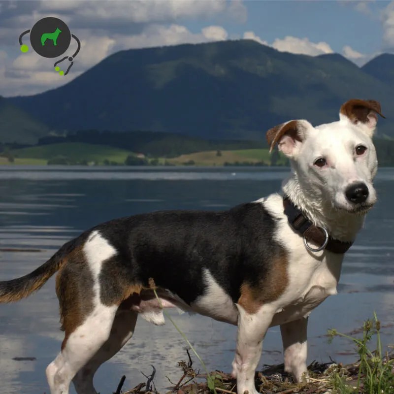 wallpapers Ataxie Hund genimal biotechnologies laboratory