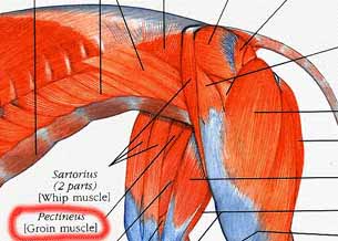Learn what you can do to avoid painful (and sometimes embarrassing) rubbing, chaffing and bruising from horseback riding. Termin