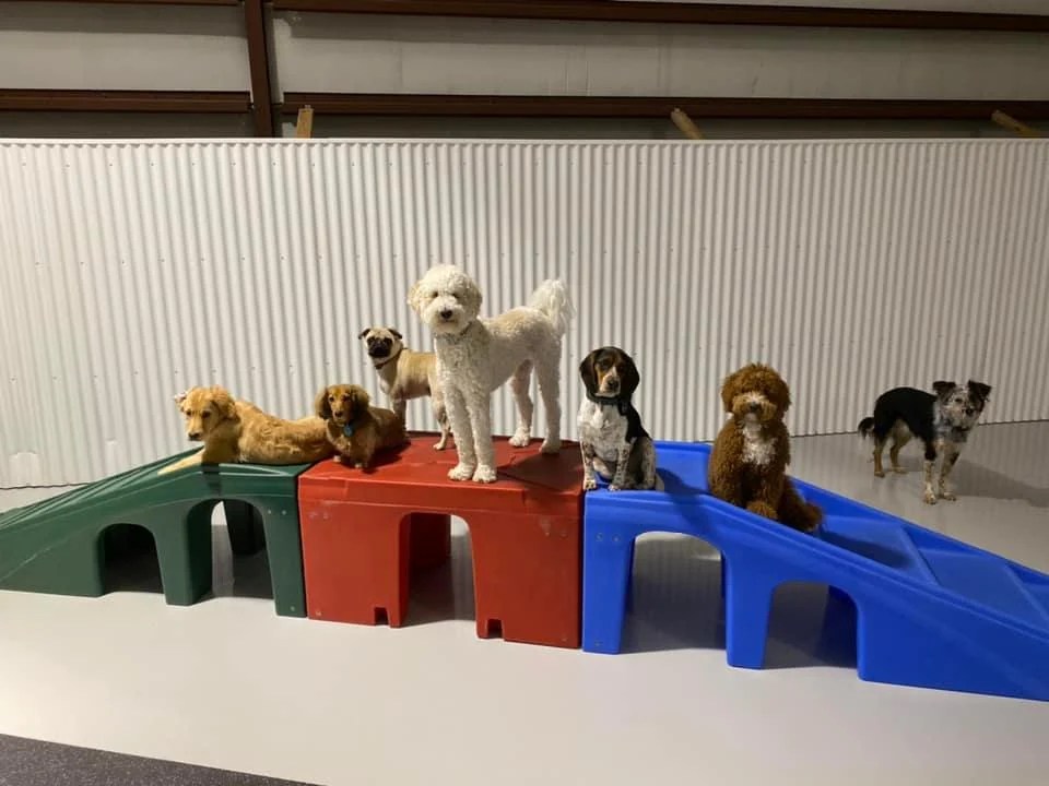 We are a new doggy daycare that is located off of k7 and 83rd in western shawnee.we provide multiple indoor yards, and soon to be . Celebrating A Pup Tastic Milestone With Gingr
