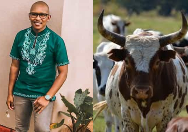Man who spent over N2m to buy cows for bride price divorces wife after 3 years Man who spent over N2m to buy cows for bride price divorces wife after 3 years