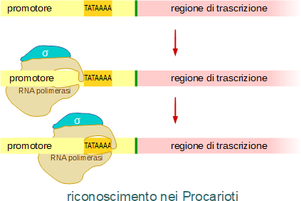 Trascrizione G M P E