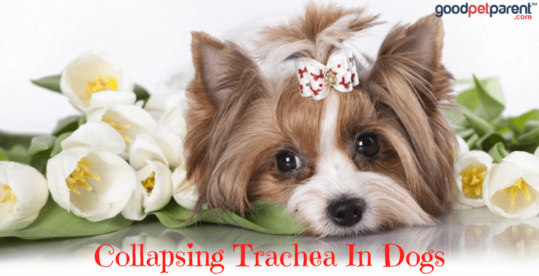 natural remedies for collapsed trachea in dogs