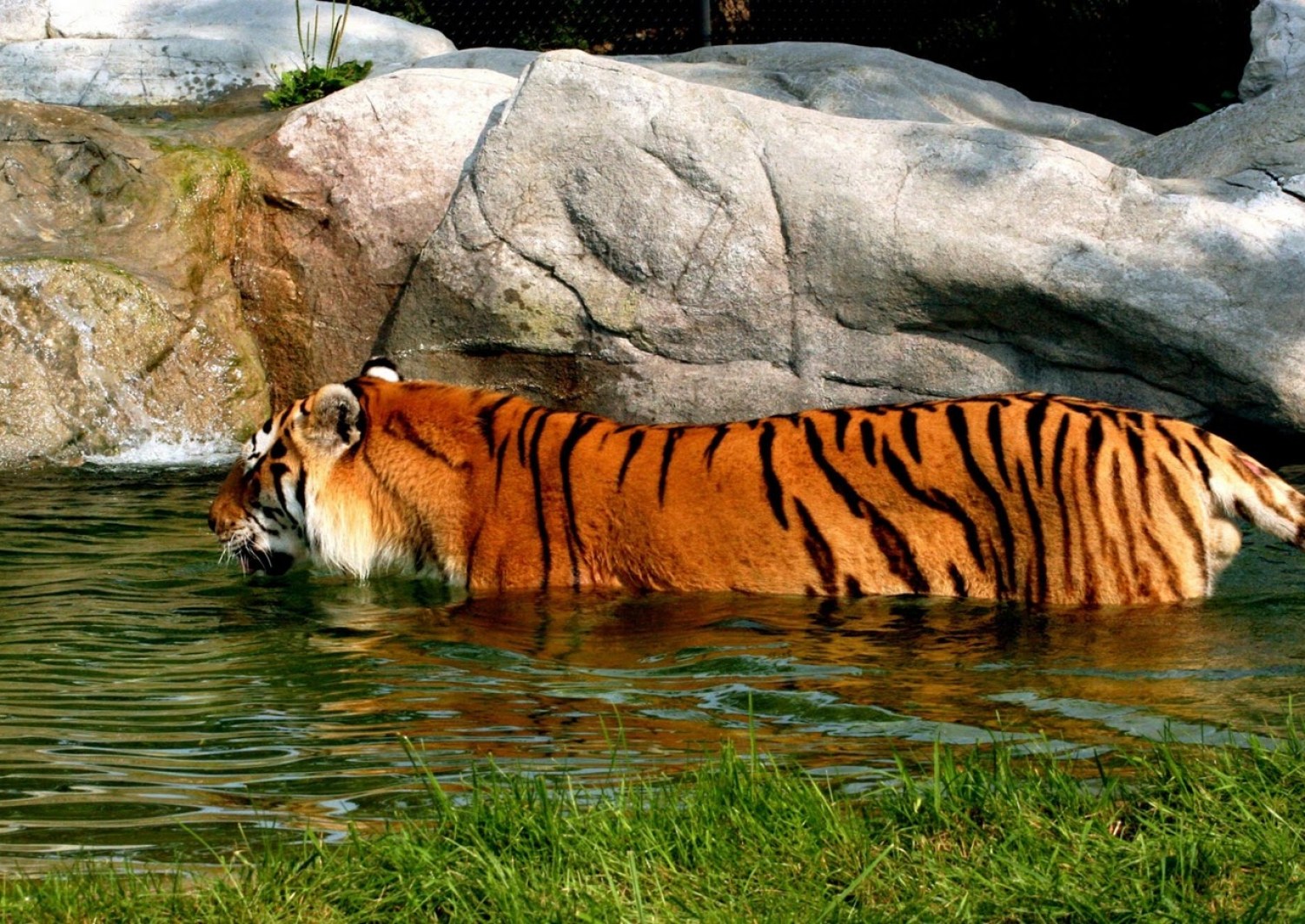 Fondos de tigres, Imágenes de tigres, fotos y wallpapers en HD