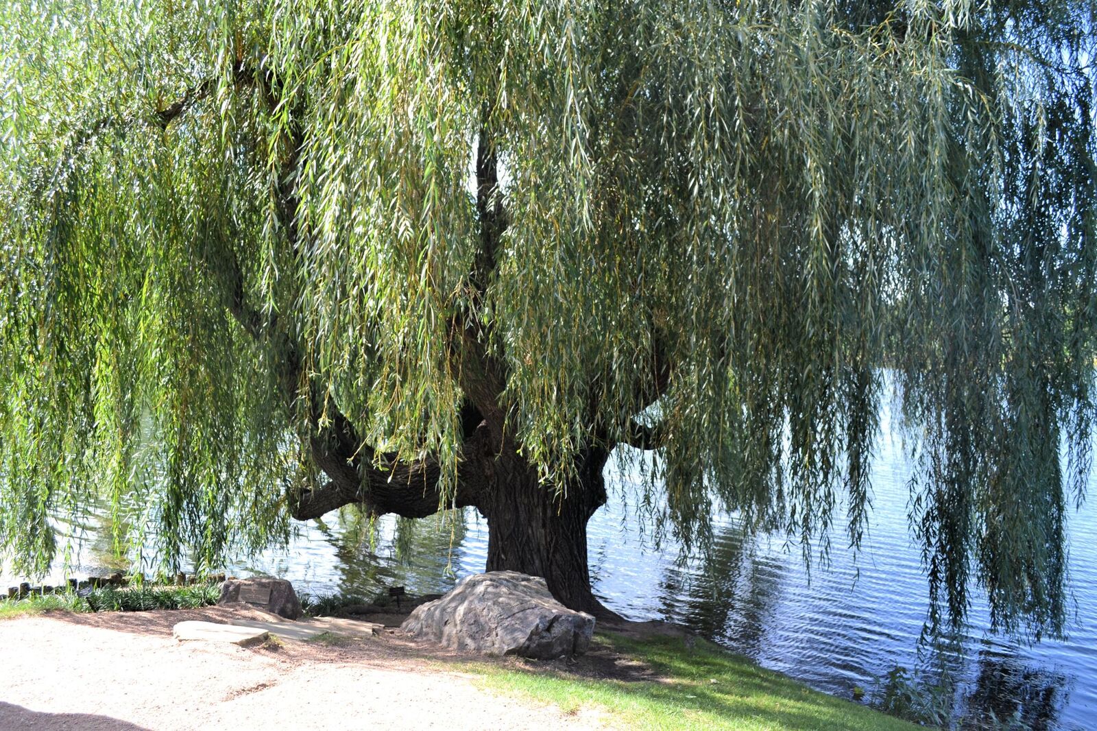 Sure, a freshly cut christmas tree smells great — for a few weeks while you're also dealing with the high cost, the hauling home, the dog drinking its water and the eventual crispy fire hazard it becomes. Add a weeping willow to your landscape design - Great Estates