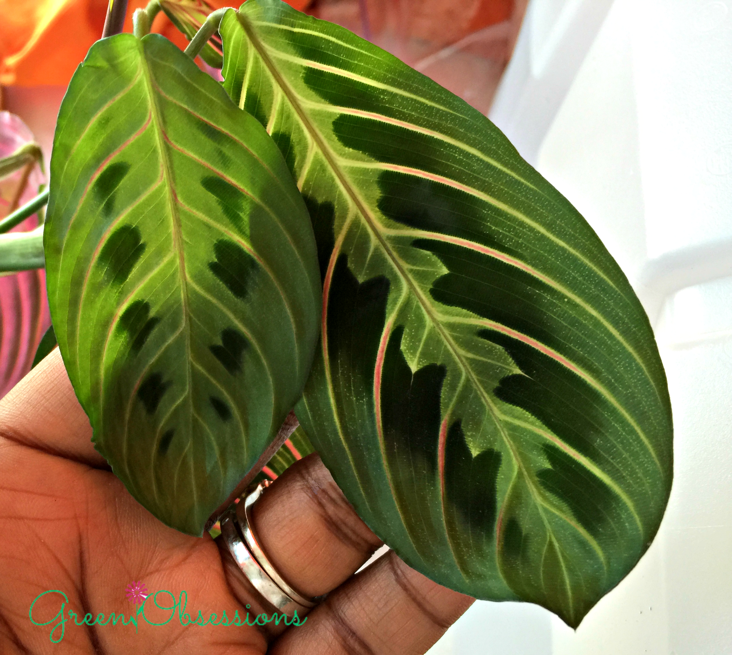 Maranta leuconeura var.erythroneura