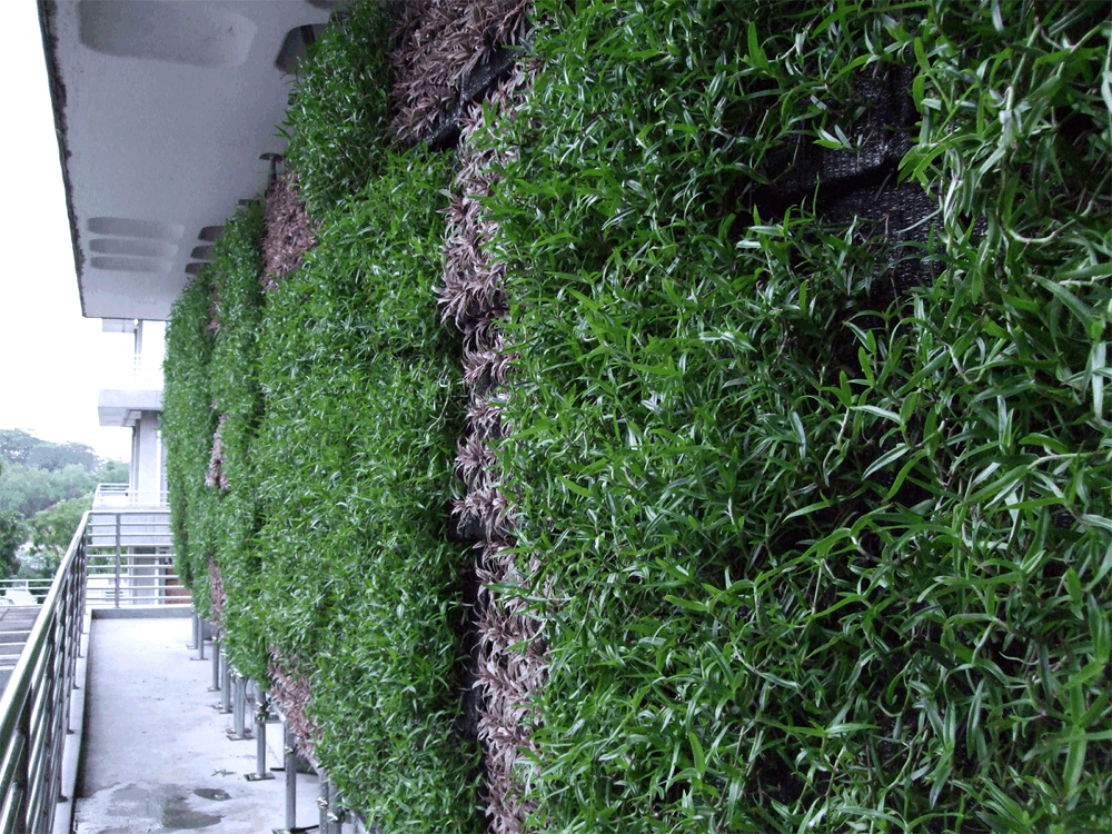 The color scheme revolves about bright and cheerful tones, such as light blue, white and light green, the colors of the sky, the clouds and nature. Ngee Ann Polytechnic's Vertical Extensive Green Wall Testing Facility - Greenroofs.com