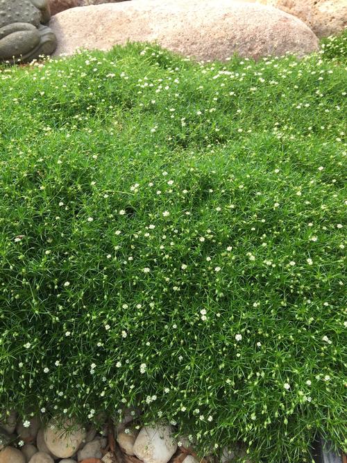 Réservez des vols pas chers sur easyjet.com vers les plus grandes villes d'europe. Irish Moss Sagina subulata from Growing Colors