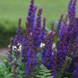 40,337 115 9 diy = make your own floating bench and sew your own cushions! Meadow Sage Salvia nemorosa East Friesland from Growing Colors