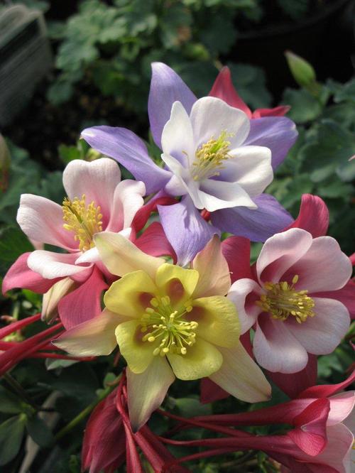 Thinking about diversifying your business? Columbine Aquilegia Caerulea Origami Mix From Growing Colors
