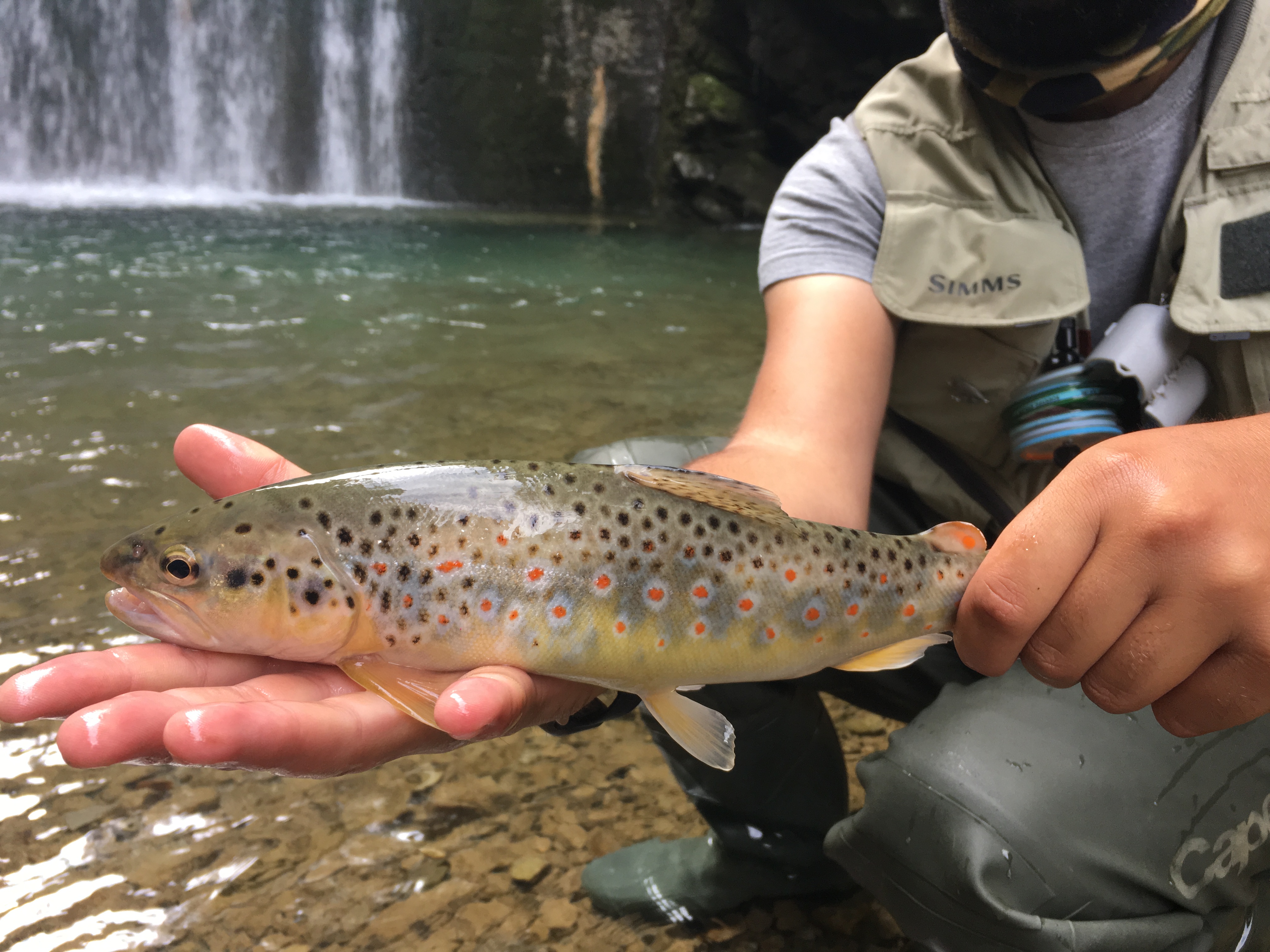 Sogno di pescare black bass nel lago comabbio, varese, mergozzo. Pescare Trote A Mosca La Guida Del Pescatore